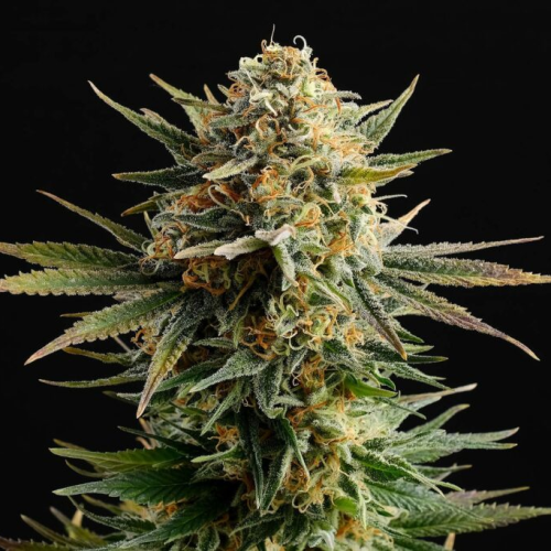 Kannabia Seeds - Gypsy Kush