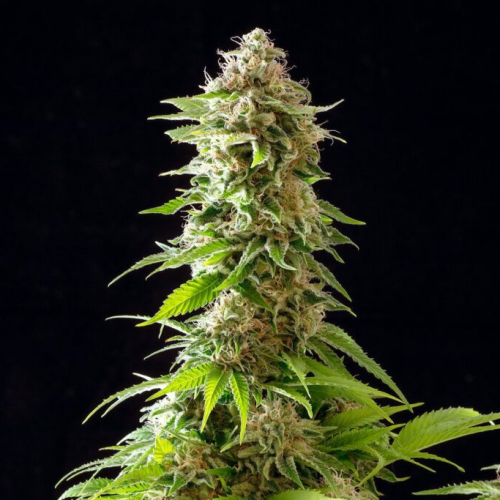 Kannabia Seeds - Cookies Haze