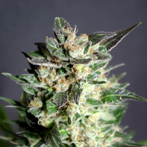 Kannabia Seeds - Diesel Glue