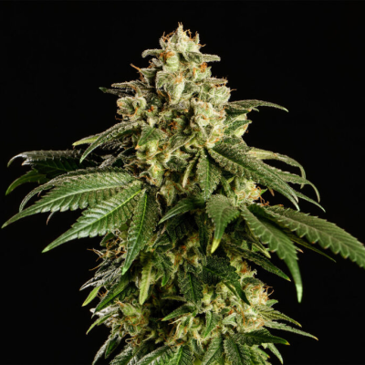 Kannabia Seeds - Dream Sherbet