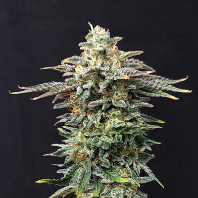 Kannabia Seeds - Cherry Dream