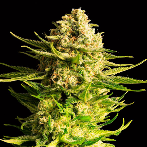 Kannabia Seeds - Indica Cream