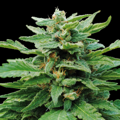 Kannabia Seeds - Karibbean Mango