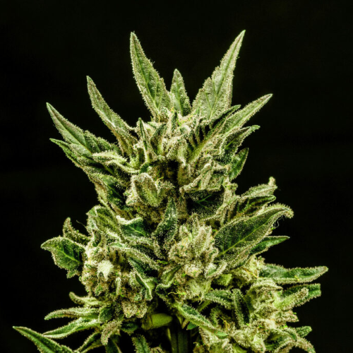Kannabia Seeds - Kritic Auto