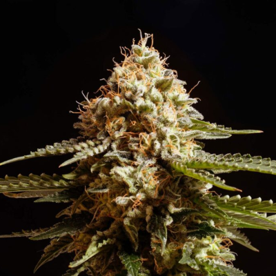 Kannabia Seeds - La Blanca