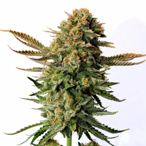 Kannabia Seeds - Russian Doll