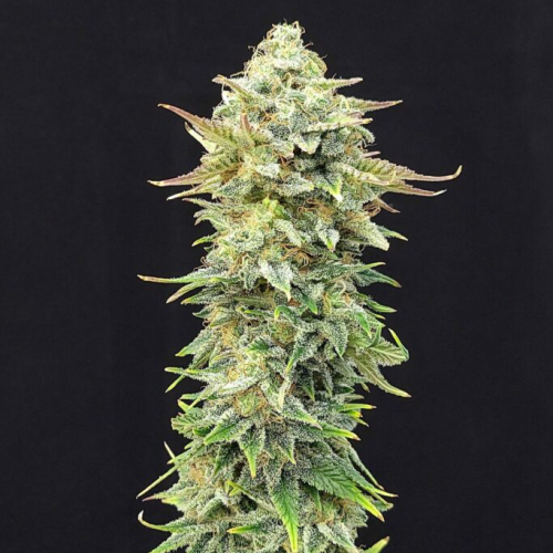 Kannabia Seeds - Pineapple Dream
