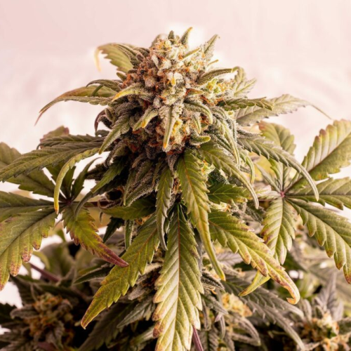 Kannabia Seeds - Speedy Boom Auto