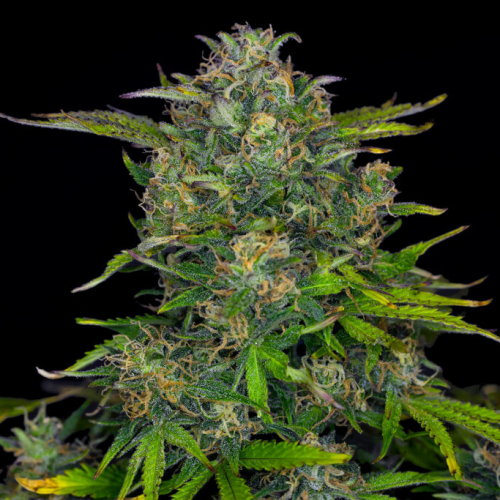 Kannabia Seeds - Zkittlez Auto