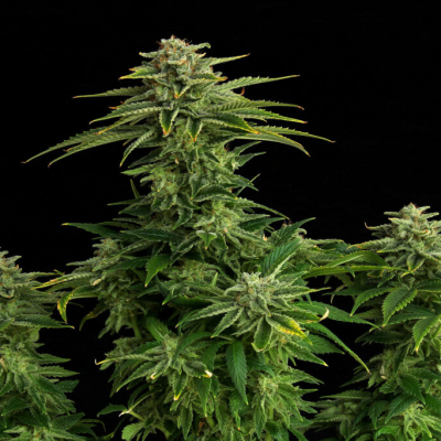 Kannabia Seeds - Zkittlez