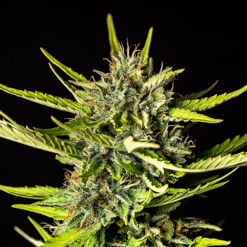 Kannabia Seeds - Strawberry Haze Auto