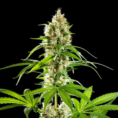 Kannabia Seeds - Sunset Sherbet