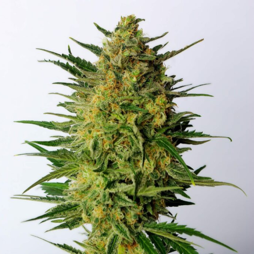 Kannabia Seeds - Super AK