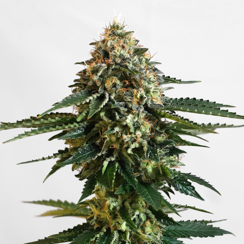 Kannabia Seeds - THCV