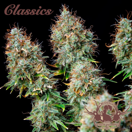 Buddha Seeds - Auto White Widow