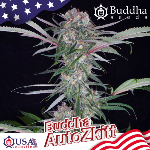 Buddha Seeds - Buddha Auto Zkitt