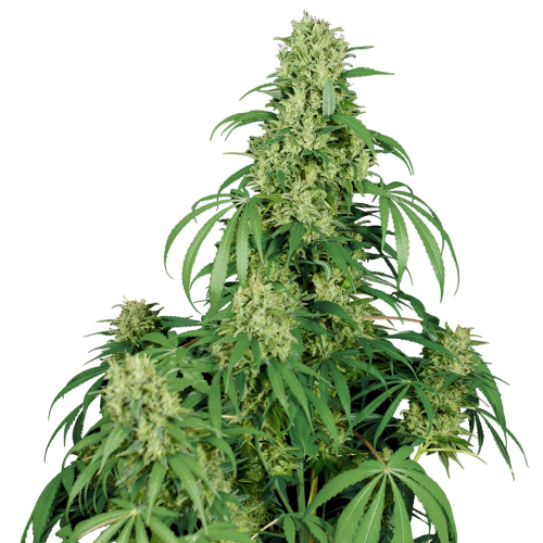 Buddha Seeds - Calamity Jane Auto
