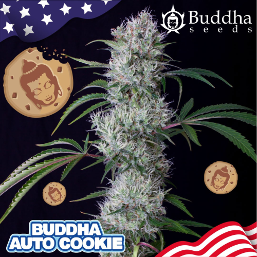 Buddha Seeds - Buddha Auto Cookie