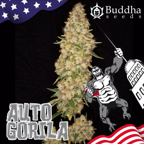 Buddha Seeds - Auto Gorila