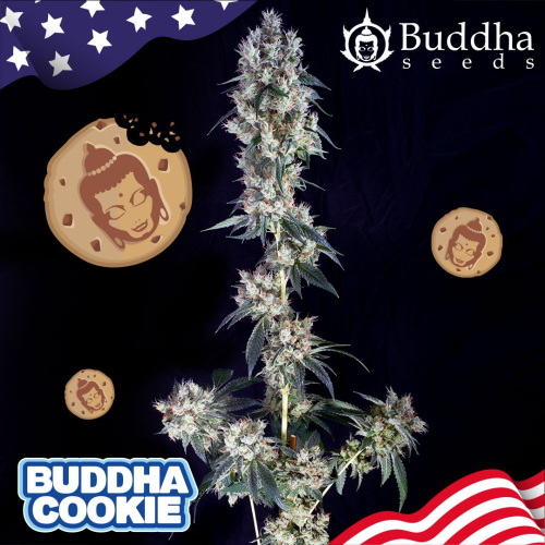 Buddha Seeds - Buddha Cookie
