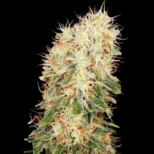 Buddha Seeds - Panakeia High Terpenes CBG