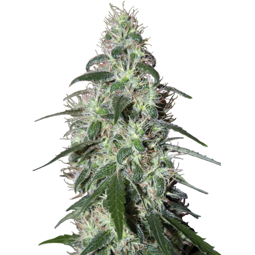 Buddha Seeds - Pulsar