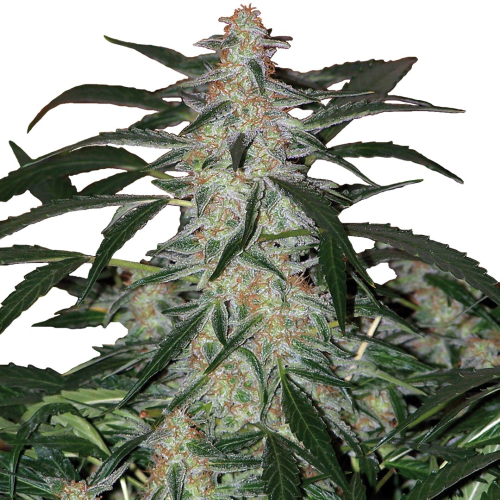 Buddha Seeds - Deimos Auto