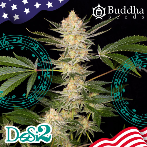 Buddha Seeds - Buddha DoSi2