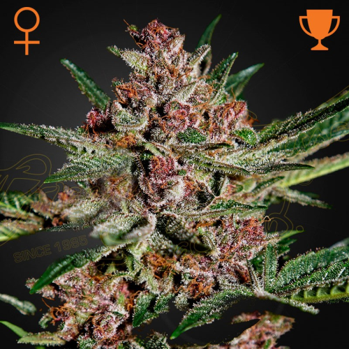 Green House Seed - Bubba Kush