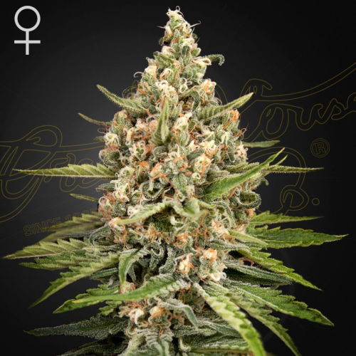 Green House Seed - Bubba Slush