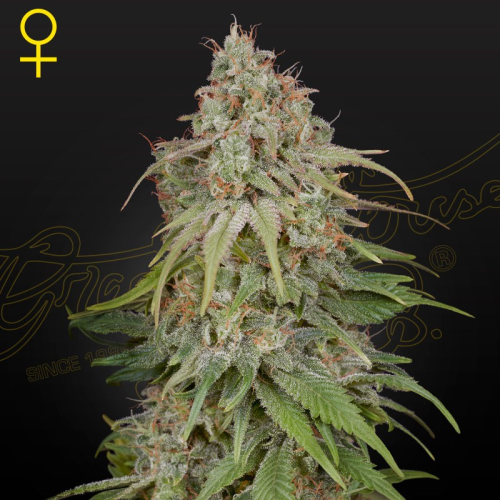 Green House Seed - GH Amnesia