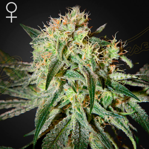 Green House Seed - Damn Sour