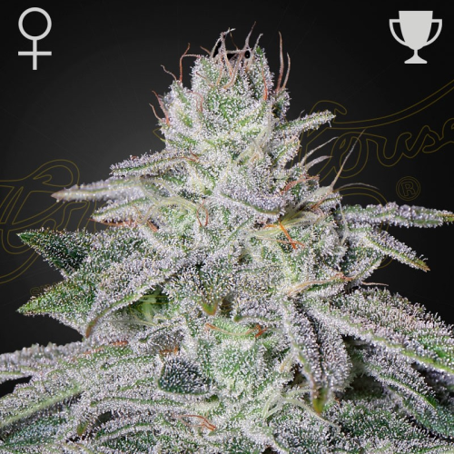 Green House Seed - Francos Lemon Cheese