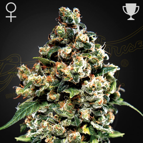 Green House Seed - Jack Herer