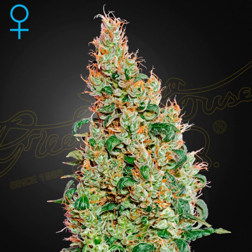 Green House Seed - Green-O-Matic