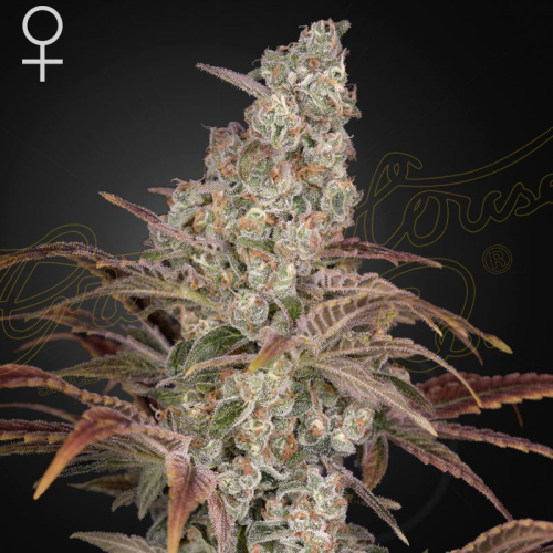 Green House Seed - Jacks Dream