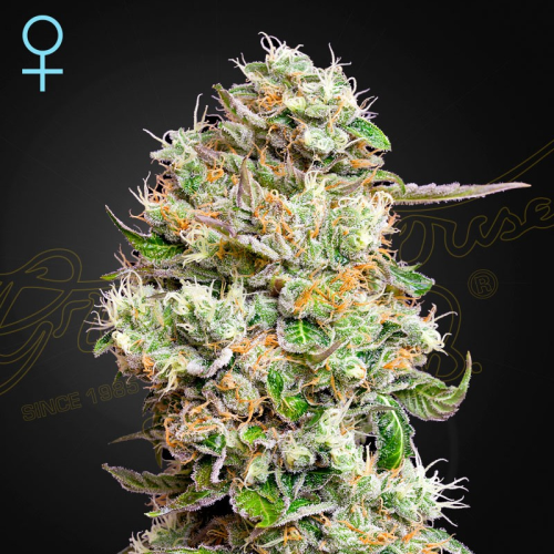 Green House Seed - King´s Kush Auto CBD