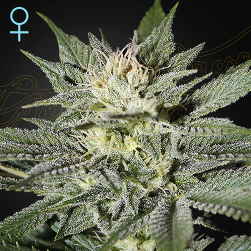 Green House Seed - King´s Kush CBD