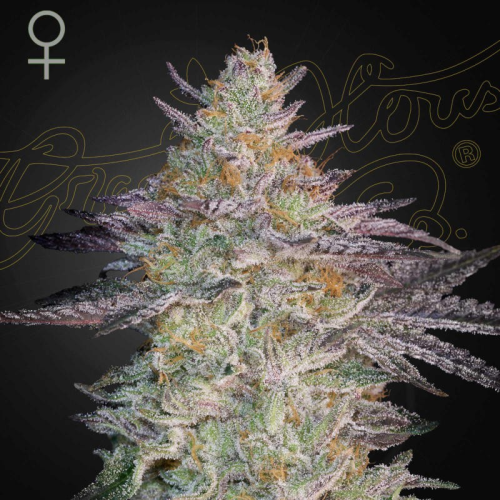 Green House Seed - Super Lemon Haze x GMO (Super Banana Mango)