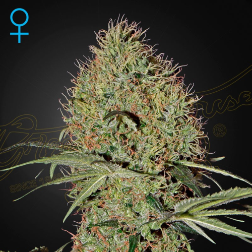 Green House Seed - Super Bud Auto