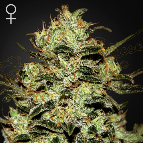 Green House Seed - Moby Dick