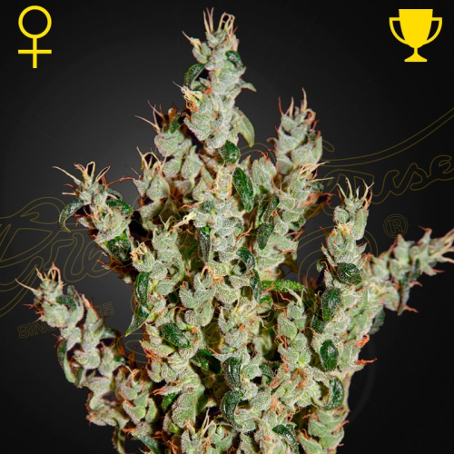 Green House Seed - NL5 Haze Mist