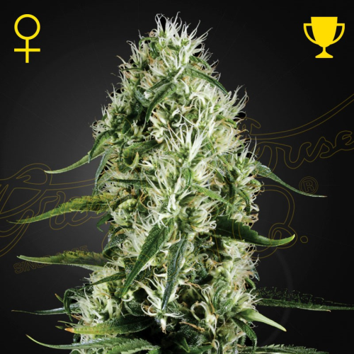 Green House Seed - Super Silver Haze