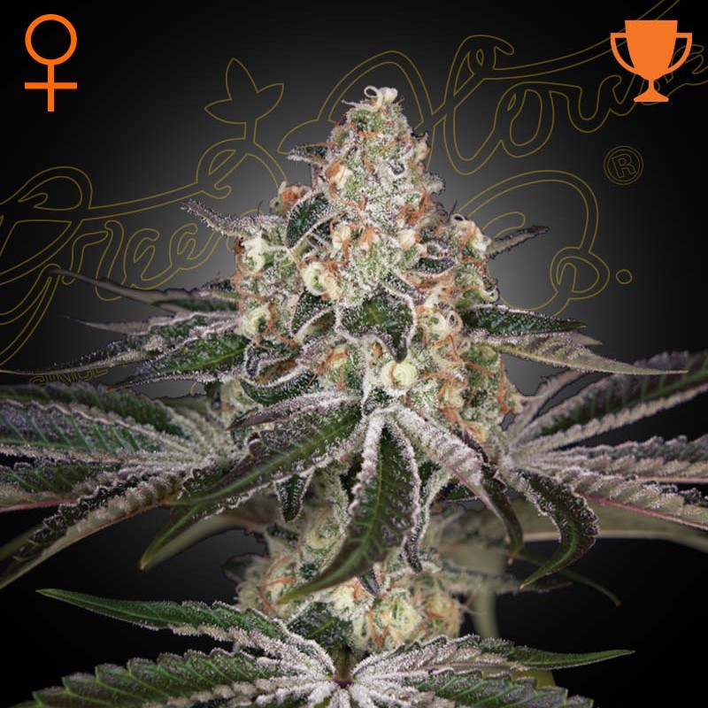 Barney´s Farm - Thin Mint Frosting F1 Hybrid