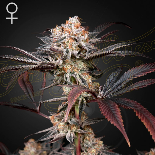 Green House Seed - Wonder Pie