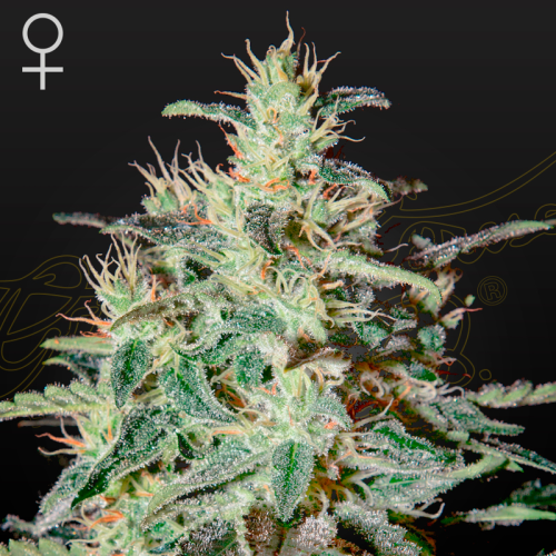 Green House Seed - White Lemon