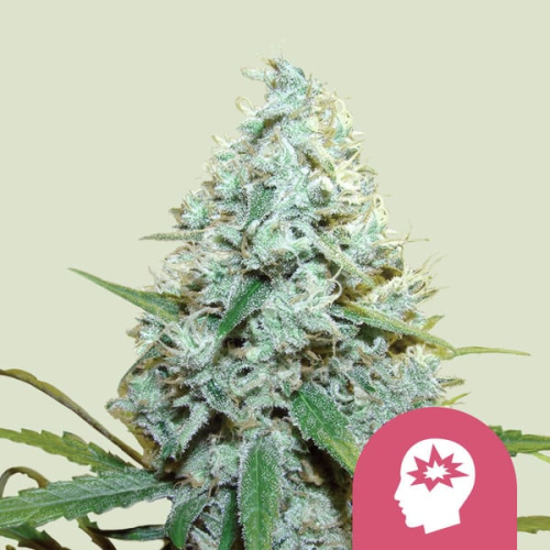 Royal Queen Seeds - AMG - Amnesia Mac Ganja