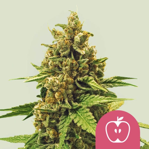 Royal Queen Seeds - Apple Fritter