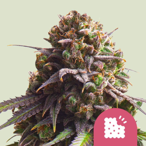 Royal Queen Seeds - Biscotti