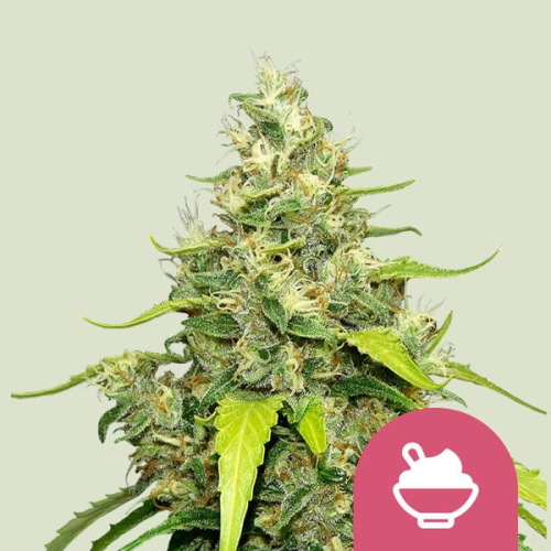 Royal Queen Seeds - Blue Gelato